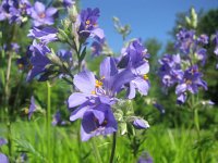 Polemonium caeruleum 6, Jacobsladder, Saxifraga-National Botanical Garden of Latvia