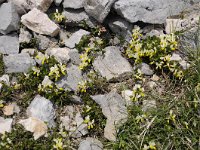 Polygala chamaebuxus 34, Saxifraga-Luuk Vermeer