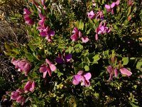 Polygala myrtifolia