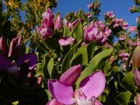 Polygala myrtifolia 2, Saxifraga-Ed Stikvoort