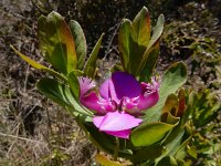 Polygala myrtifolia 4, Saxifraga-Ed Stikvoort