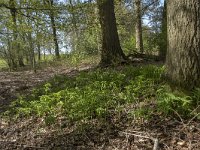 Polygonatum multiflorum 46, Gewone salomonszegel, Saxifraga-Willem van Kruijsbergen