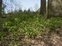 Polygonatum multiflorum 47, Gewone salomonszegel, Saxifraga-Willem van Kruijsbergen