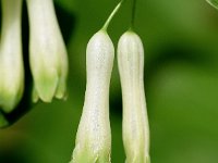 Polygonatum multiflorum 50, Gewone salomonszegel, Saxifraga-Sonja Bouwman