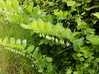 Polygonatum multiflorum 51, Gewone salomonszegel, Saxifraga-Peter Meininger