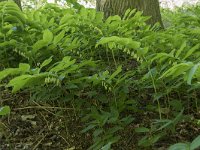 Polygonatum multiflorum 52, Gewone salomonszegel, Saxifraga-Willem van Kruijsbergen