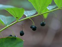 Polygonatum multiflorum 53, Gewone salomonszegel, Saxifraga-Tom Heijnen