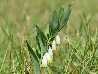 Polygonatum odoratum 40, Welriekende salomonszegel, Saxifraga-Sonja Bouwman  542. Welriekende salomonszegel - Polygonatum odoratum - Asparagaceae familie (i)