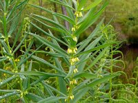 Polygonatum verticillatum 17, Kranssalomonszegel, Saxifraga-Hans Grotenhuis