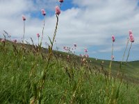 Polygonum carneum