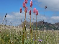 Polygonum carneum 2, Saxifraga-Ed Stikvoort