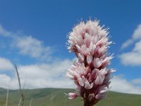 Polygonum carneum 3, Saxifraga-Ed Stikvoort