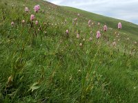 Polygonum carneum 4, Saxifraga-Ed Stikvoort