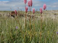 Polygonum carneum 5, Saxifraga-Ed Stikvoort