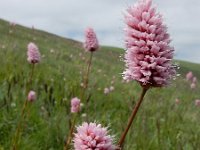 Polygonum carneum 6, Saxifraga-Ed Stikvoort