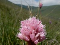 Polygonum carneum 7, Saxifraga-Ed Stikvoort