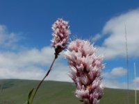 Polygonum carneum 8, Saxifraga-Ed Stikvoort