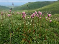 Polygonum carneum 9, Saxifraga-Ed Stikvoort