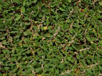 Polygonum cognatum 2, Saxifraga-Ed Stikvoort