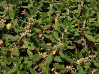 Polygonum cognatum 3, Saxifraga-Ed Stikvoort