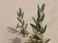 Polygonum maritimum 11, Strandvarkensgras, Saxifraga-Ed Stikvoort