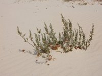 Polygonum maritimum 13, Strandvarkensgras, Saxifraga-Ed Stikvoort