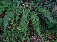 Polystichum aculeatum 20, Stijve naaldvaren, Saxifraga-Ed Stikvoort