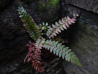 Polystichum aculeatum 25, Stijve naaldvaren, Saxifraga-Ed Stikvoort