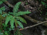 Polystichum aculeatum 26, Stijve naaldvaren, Saxifraga-Ed Stikvoort