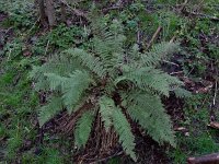 Polystichum setiferum 7, Zachte naaldvaren, Saxifraga-Ed Stikvoort