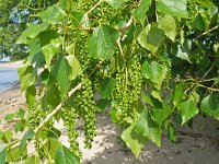 Populus nigra 14, Zwarte populier, Saxifraga-Hans Grotenhuis