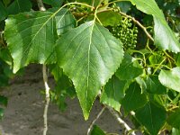 Populus nigra 15, Zwarte populier, Saxifraga-Hans Grotenhuis