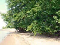 Populus nigra 17, Zwarte populier, Saxifraga-Hans Grotenhuis