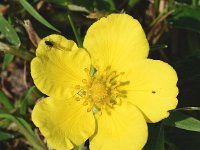 Potentilla anserina 38, Zilverschoon, Saxifraga-Sonja Bouwman