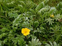 Potentilla anserina 41, Zilverschoon, Saxifraga-Ed Stikvoort