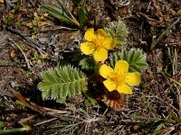 Potentilla anserina 42, Zilverschoon, Saxifraga-Ed Stikvoort