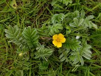 Potentilla anserina 43, Zilverschoon, Saxifraga-Ed Stikvoort