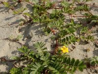 Potentilla anserina 44, Zilverschoon, Saxifraga-Ed Stikvoort