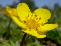 Potentilla anserina 45, Zilverschoon, Saxifraga-Ed Stikvoort
