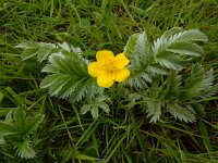 Potentilla anserina 46, Zilverschoon, Saxifraga-Ed Stikvoort