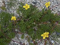 Potentilla anserina 47, Zilverschoon, Saxifraga-Willem van Kruijsbergen