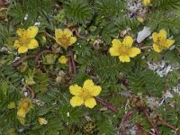 Potentilla anserina 48, Zilverschoon, Saxifraga-Willem van Kruijsbergen