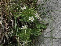 Potentilla clusiana 5, Saxifraga-Harry Jans