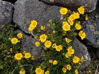 Potentilla gelida