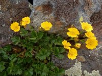 Potentilla gelida 5, Saxifraga-Ed Stikvoort