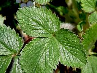 Potentilla micrantha 11, Saxifraga-Sonja Bouwman  Pink barren strawberry - Potentilla micrantha - Rosaceae familie