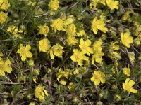 Potentilla neumanniana 17, Voorjaarsganzertik, Saxifraga-Willem van Kruijsbergen