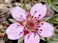 Potentilla nitida 20, Saxifraga-Sonja Bouwman  Pink cinquefoil - Potentilla nitida - Rosaceae familie; Tre Cime (I)