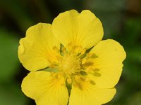 Potentilla reptans 18, Vijfvingerkruid, Saxifraga-Sonja Bouwman