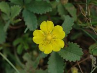 Potentilla reptans 1, Vijfvingerkruid, Saxifraga-Marijke Verhagen